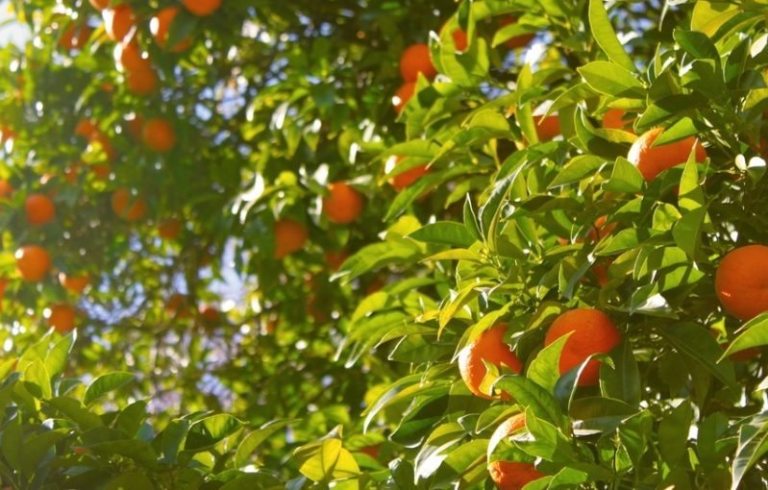 Naranjas